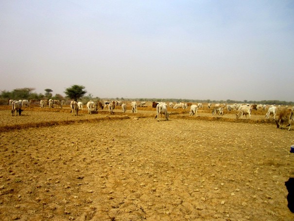 Senegal 5